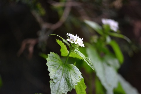 Garlic mustard